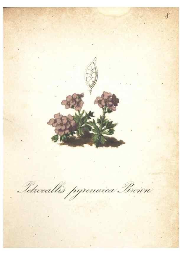 Reproducción/Reproduction 7163614483: Die Alpenpflanzen nach der Natur gemalt /. Prag :F. Tempsky,1879-1884.