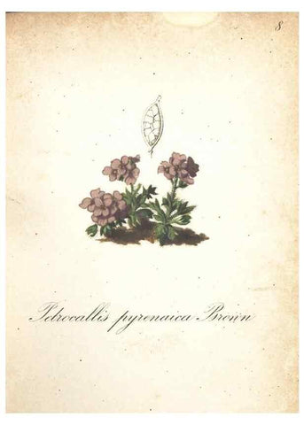 Reproducción/Reproduction 7163614483: Die Alpenpflanzen nach der Natur gemalt /. Prag :F. Tempsky,1879-1884.