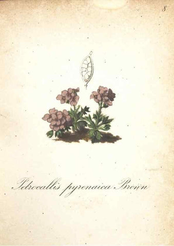 Reproducción/Reproduction 7163614483: Die Alpenpflanzen nach der Natur gemalt /. Prag :F. Tempsky,1879-1884.