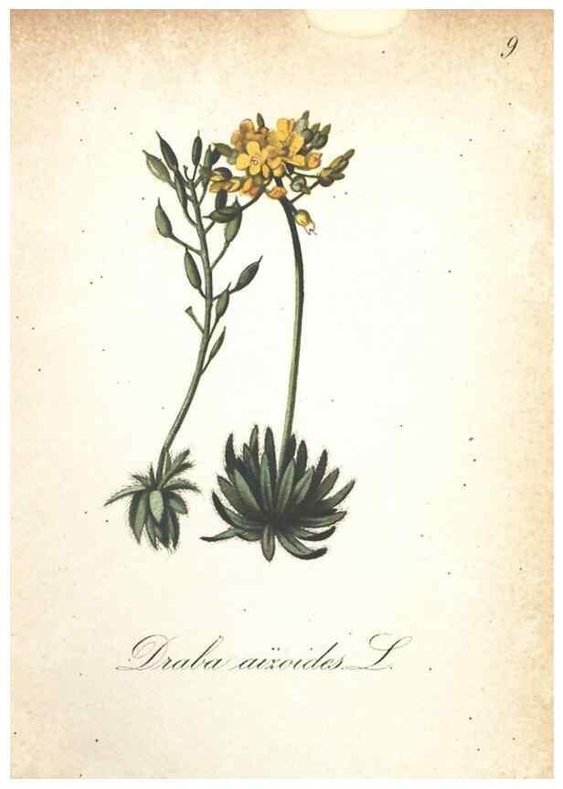 Reproducción/Reproduction 7163615109: Die Alpenpflanzen nach der Natur gemalt /. Prag :F. Tempsky,1879-1884.
