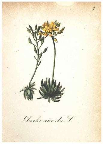 Reproducción/Reproduction 7163615109: Die Alpenpflanzen nach der Natur gemalt /. Prag :F. Tempsky,1879-1884.