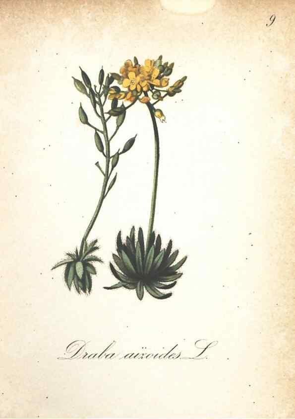Reproducción/Reproduction 7163615109: Die Alpenpflanzen nach der Natur gemalt /. Prag :F. Tempsky,1879-1884.