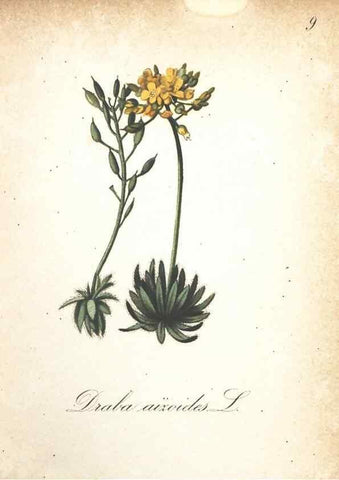 Reproducción/Reproduction 7163615109: Die Alpenpflanzen nach der Natur gemalt /. Prag :F. Tempsky,1879-1884.