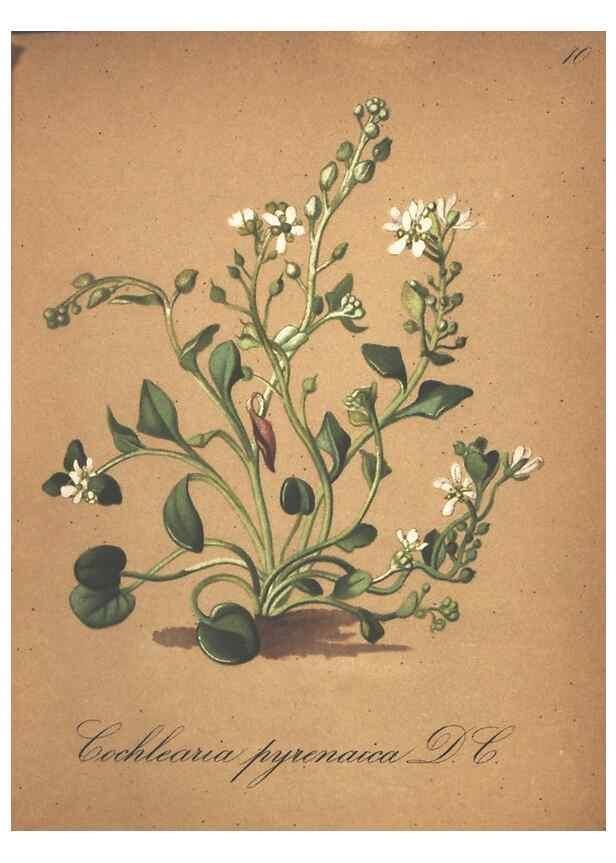 Reproducción/Reproduction 7163615873: Die Alpenpflanzen nach der Natur gemalt /. Prag :F. Tempsky,1879-1884.