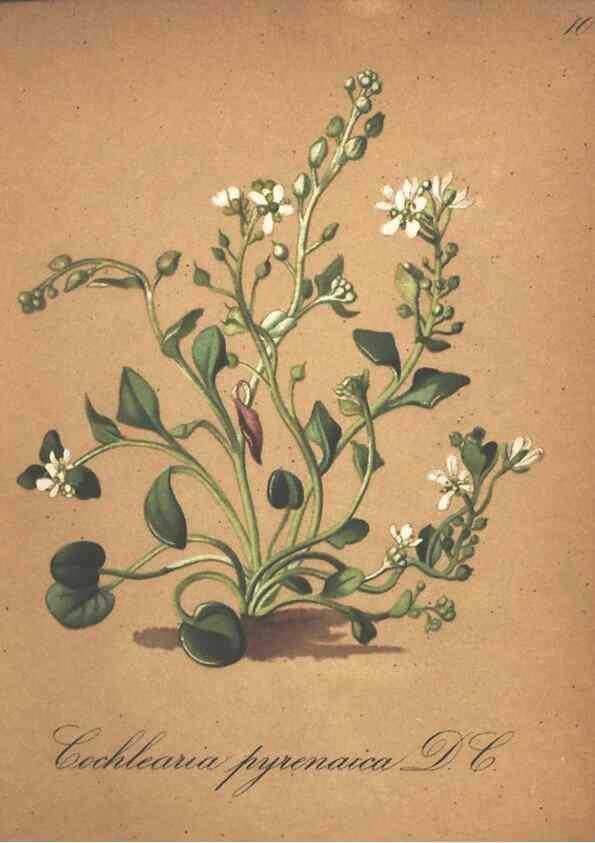 Reproducción/Reproduction 7163615873: Die Alpenpflanzen nach der Natur gemalt /. Prag :F. Tempsky,1879-1884.