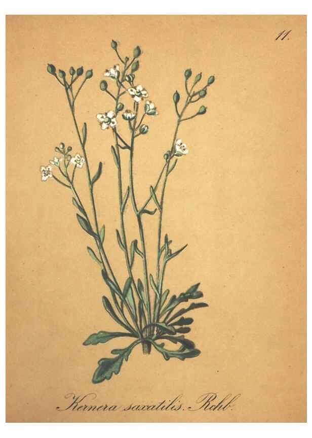Reproducción/Reproduction 7163616677: Die Alpenpflanzen nach der Natur gemalt /. Prag :F. Tempsky,1879-1884.