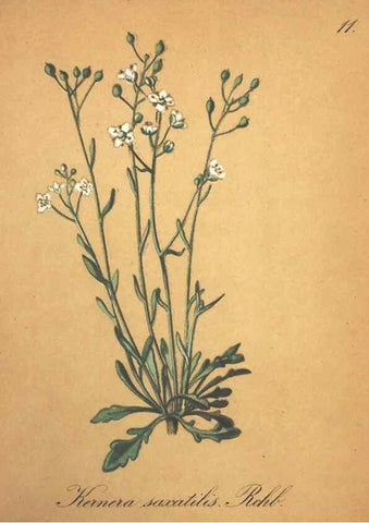 Reproducción/Reproduction 7163616677: Die Alpenpflanzen nach der Natur gemalt /. Prag :F. Tempsky,1879-1884.