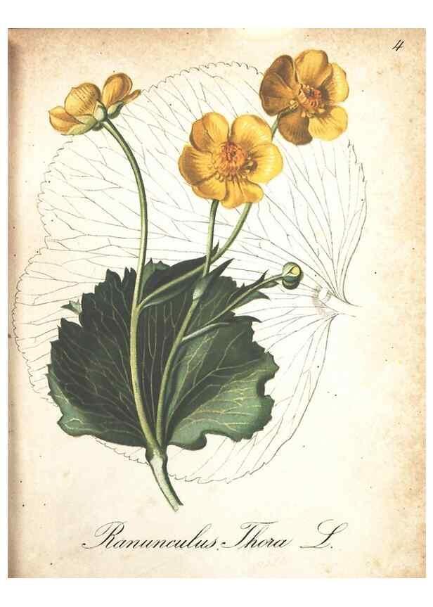 Reproducción/Reproduction 7348822936: Die Alpenpflanzen nach der Natur gemalt /. Prag :F. Tempsky,1879-1884.