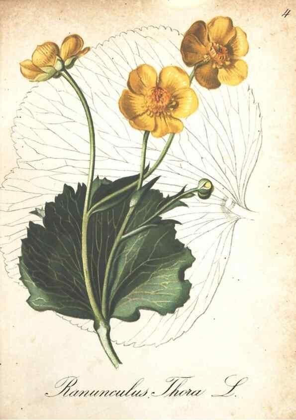 Reproducción/Reproduction 7348822936: Die Alpenpflanzen nach der Natur gemalt /. Prag :F. Tempsky,1879-1884.