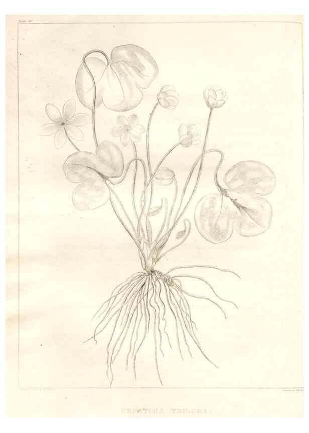 Reproducción/Reproduction 7361689136: A flora of North America :. Philadelphia :M. Carey & Sons,1821-23.
