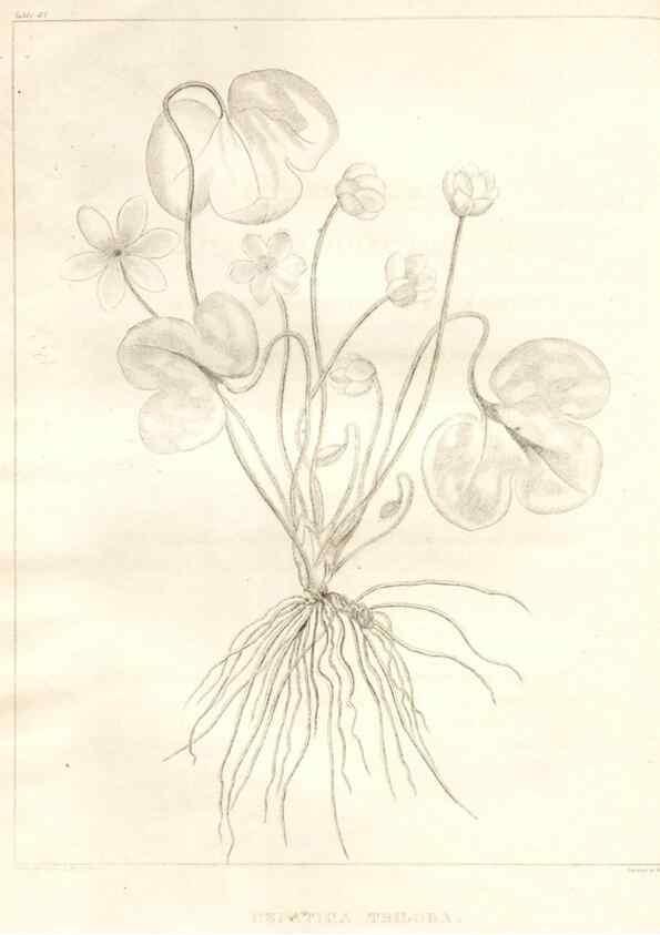 Reproducción/Reproduction 7361689136: A flora of North America :. Philadelphia :M. Carey & Sons,1821-23.