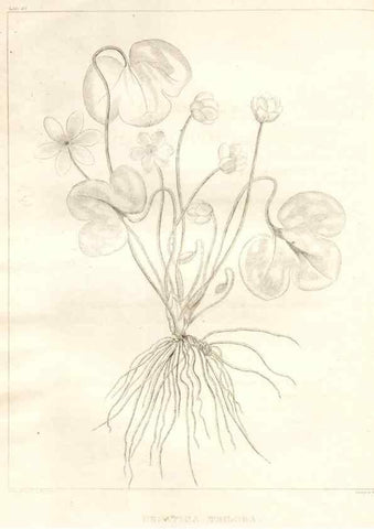 Reproducción/Reproduction 7361689136: A flora of North America :. Philadelphia :M. Carey & Sons,1821-23.