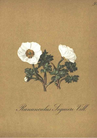 Reproducción/Reproduction 7163587757: Die Alpenpflanzen nach der Natur gemalt /. Prag :F. Tempsky,1879-1884.