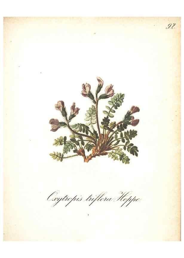 Reproducción/Reproduction 7348796910: Die Alpenpflanzen nach der Natur gemalt /. Prag :F. Tempsky,1879-1884.