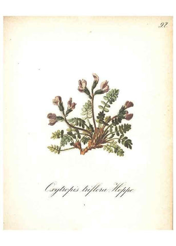 Reproducción/Reproduction 7348796910: Die Alpenpflanzen nach der Natur gemalt /. Prag :F. Tempsky,1879-1884.
