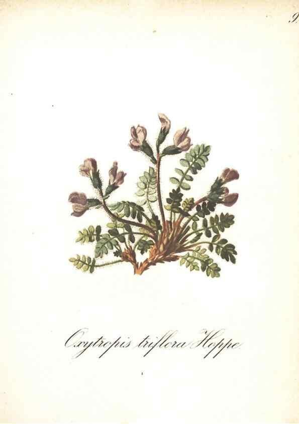 Reproducción/Reproduction 7348796910: Die Alpenpflanzen nach der Natur gemalt /. Prag :F. Tempsky,1879-1884.