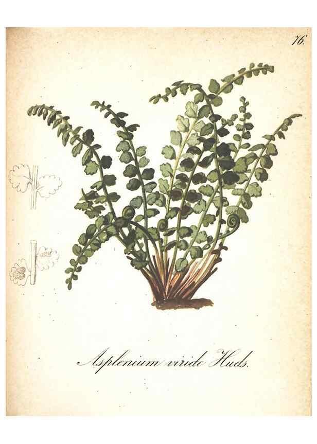 Reproducción/Reproduction 7163575863: Die Alpenpflanzen nach der Natur gemalt /. Prag :F. Tempsky,1879-1884.