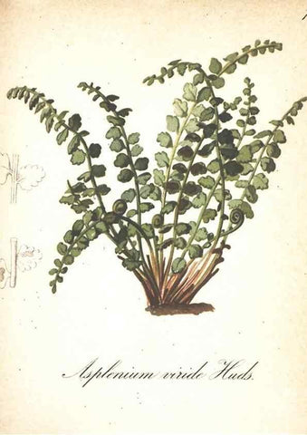 Reproducción/Reproduction 7163575863: Die Alpenpflanzen nach der Natur gemalt /. Prag :F. Tempsky,1879-1884.
