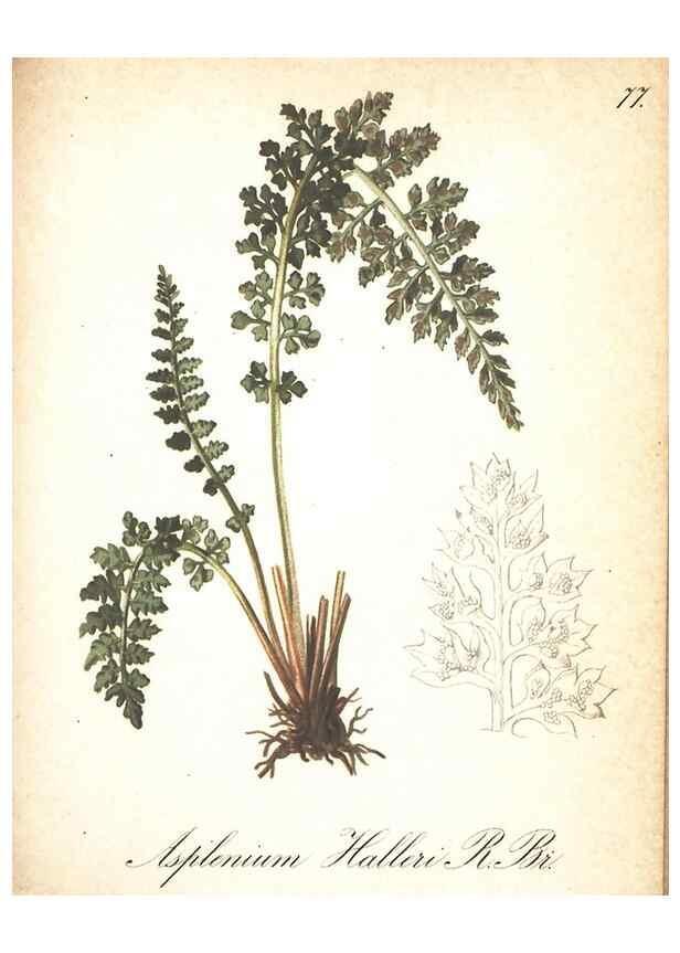 Reproducción/Reproduction 7348787186: Die Alpenpflanzen nach der Natur gemalt /. Prag :F. Tempsky,1879-1884.
