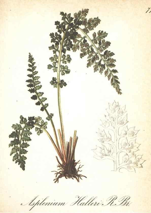 Reproducción/Reproduction 7348787186: Die Alpenpflanzen nach der Natur gemalt /. Prag :F. Tempsky,1879-1884.