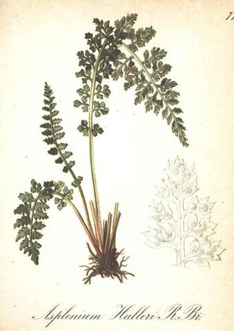 Reproducción/Reproduction 7348787186: Die Alpenpflanzen nach der Natur gemalt /. Prag :F. Tempsky,1879-1884.