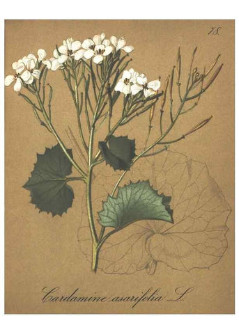 Reproducción/Reproduction 7163577371: Die Alpenpflanzen nach der Natur gemalt /. Prag :F. Tempsky,1879-1884.