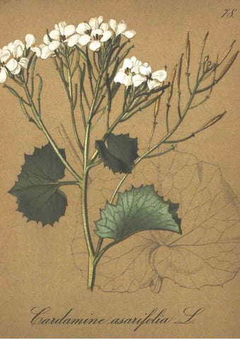 Reproducción/Reproduction 7163577371: Die Alpenpflanzen nach der Natur gemalt /. Prag :F. Tempsky,1879-1884.