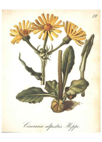 Reproducción/Reproduction 7163578177: Die Alpenpflanzen nach der Natur gemalt /. Prag :F. Tempsky,1879-1884.