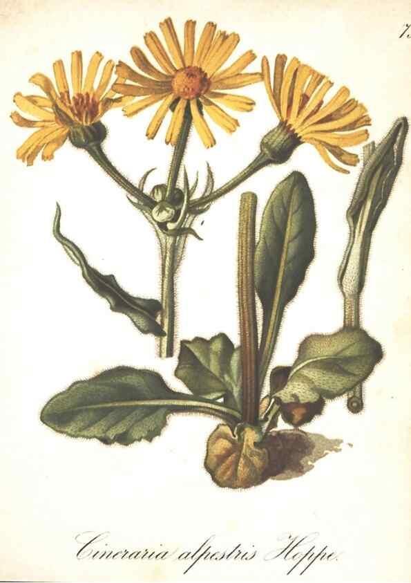 Reproducción/Reproduction 7163578177: Die Alpenpflanzen nach der Natur gemalt /. Prag :F. Tempsky,1879-1884.