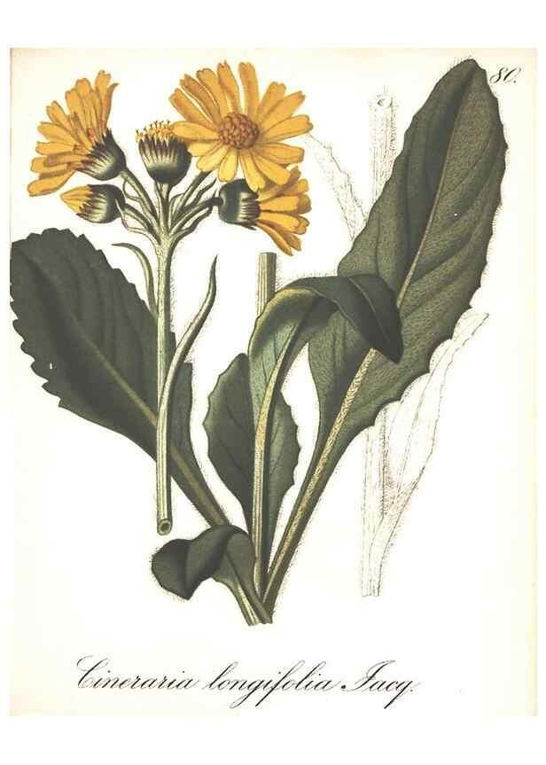Reproducción/Reproduction 7163579069: Die Alpenpflanzen nach der Natur gemalt /. Prag :F. Tempsky,1879-1884.