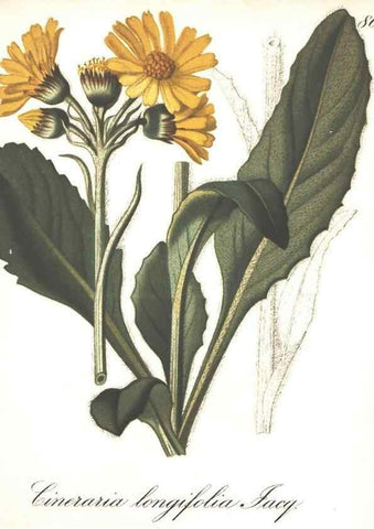 Reproducción/Reproduction 7163579069: Die Alpenpflanzen nach der Natur gemalt /. Prag :F. Tempsky,1879-1884.