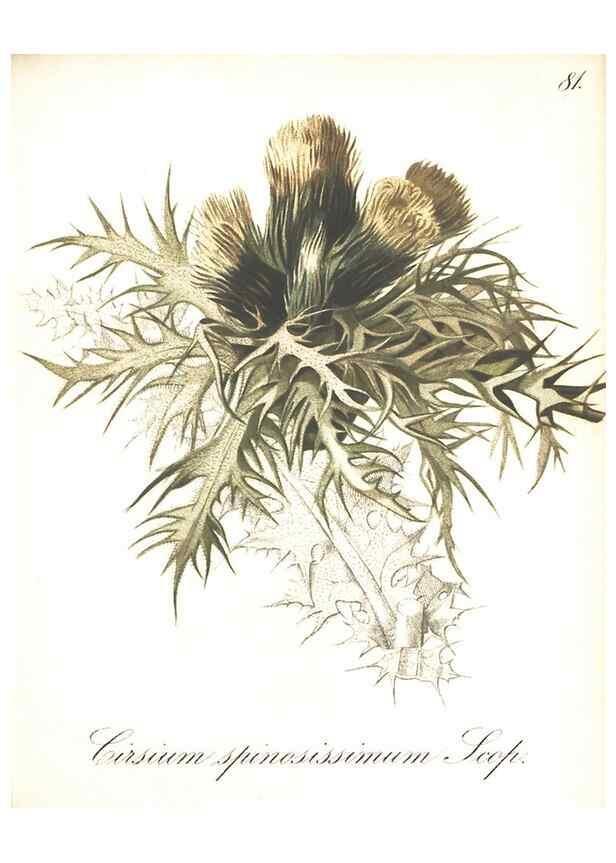 Reproducción/Reproduction 7348790562: Die Alpenpflanzen nach der Natur gemalt /. Prag :F. Tempsky,1879-1884.
