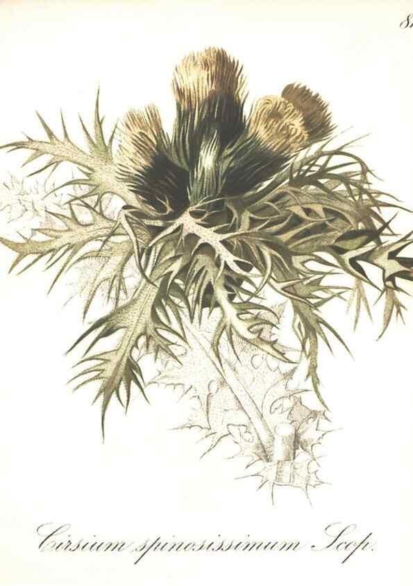 Reproducción/Reproduction 7348790562: Die Alpenpflanzen nach der Natur gemalt /. Prag :F. Tempsky,1879-1884.