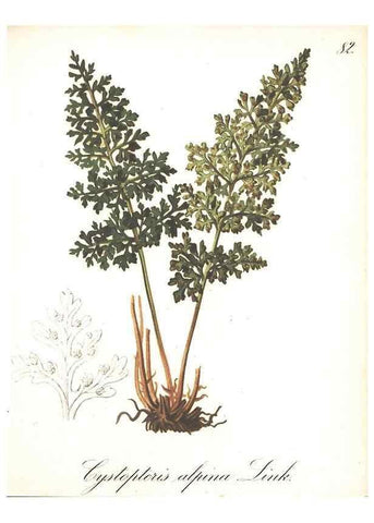 Reproducción/Reproduction 7163580353: Die Alpenpflanzen nach der Natur gemalt /. Prag :F. Tempsky,1879-1884.