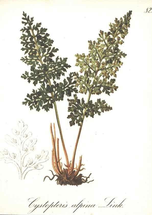 Reproducción/Reproduction 7163580353: Die Alpenpflanzen nach der Natur gemalt /. Prag :F. Tempsky,1879-1884.