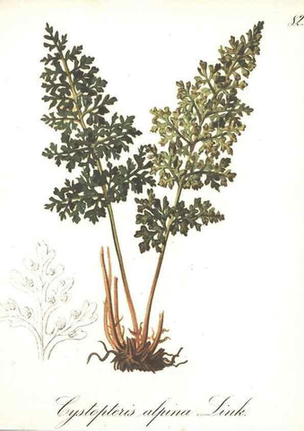 Reproducción/Reproduction 7163580353: Die Alpenpflanzen nach der Natur gemalt /. Prag :F. Tempsky,1879-1884.