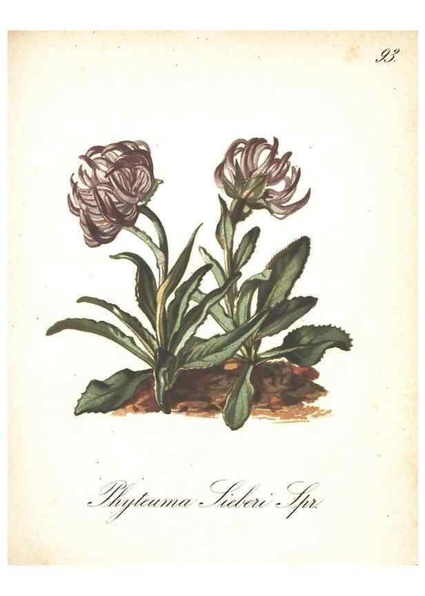 Reproducción/Reproduction 7163587123: Die Alpenpflanzen nach der Natur gemalt /. Prag :F. Tempsky,1879-1884.
