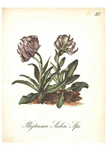 Reproducción/Reproduction 7163587123: Die Alpenpflanzen nach der Natur gemalt /. Prag :F. Tempsky,1879-1884.