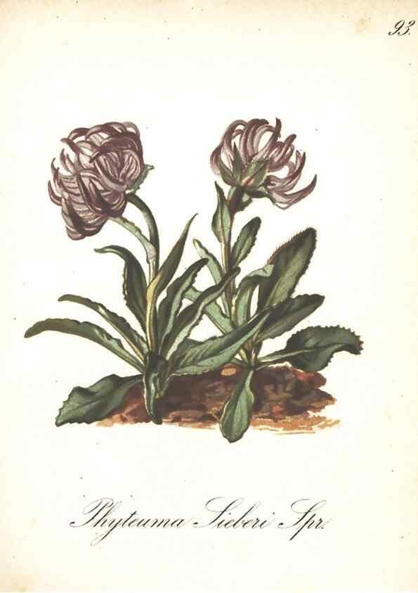 Reproducción/Reproduction 7163587123: Die Alpenpflanzen nach der Natur gemalt /. Prag :F. Tempsky,1879-1884.