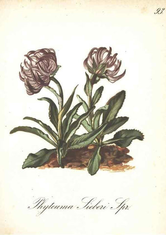 Reproducción/Reproduction 7163587123: Die Alpenpflanzen nach der Natur gemalt /. Prag :F. Tempsky,1879-1884.
