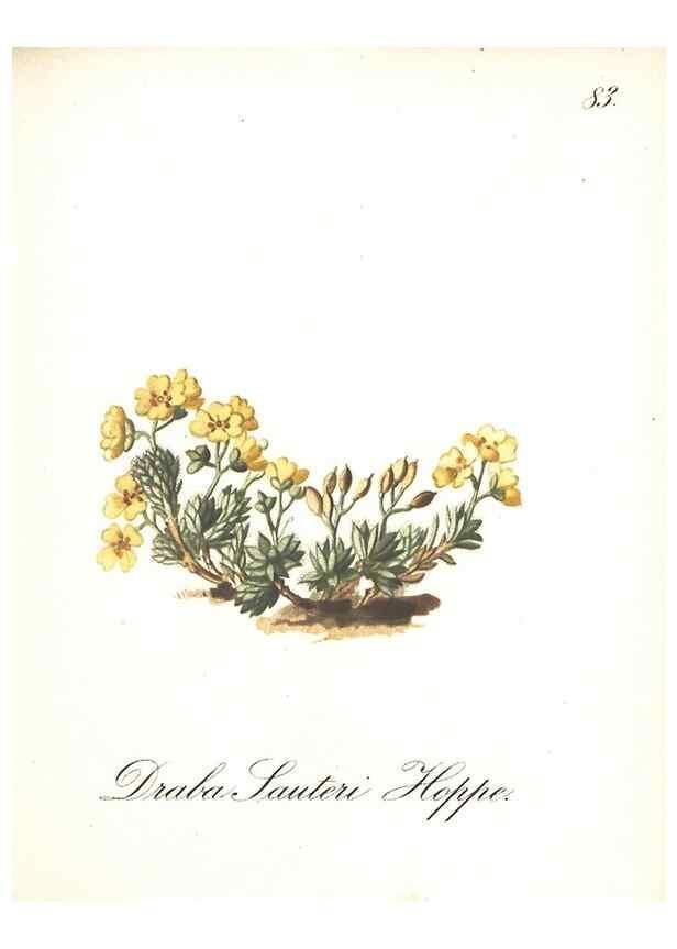 Reproducción/Reproduction 7348791540: Die Alpenpflanzen nach der Natur gemalt /. Prag :F. Tempsky,1879-1884.