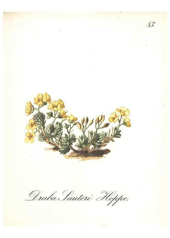 Reproducción/Reproduction 7348791540: Die Alpenpflanzen nach der Natur gemalt /. Prag :F. Tempsky,1879-1884.