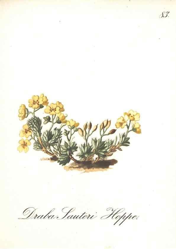 Reproducción/Reproduction 7348791540: Die Alpenpflanzen nach der Natur gemalt /. Prag :F. Tempsky,1879-1884.