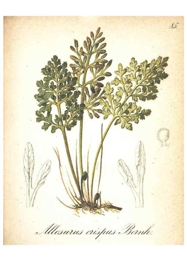 Reproducción/Reproduction 7348792688: Die Alpenpflanzen nach der Natur gemalt /. Prag :F. Tempsky,1879-1884.