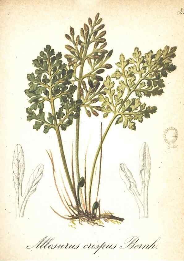 Reproducción/Reproduction 7348792688: Die Alpenpflanzen nach der Natur gemalt /. Prag :F. Tempsky,1879-1884.