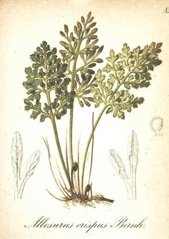 Reproducción/Reproduction 7348792688: Die Alpenpflanzen nach der Natur gemalt /. Prag :F. Tempsky,1879-1884.