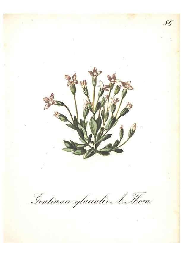 Reproducción/Reproduction 7163582261: Die Alpenpflanzen nach der Natur gemalt /. Prag :F. Tempsky,1879-1884.