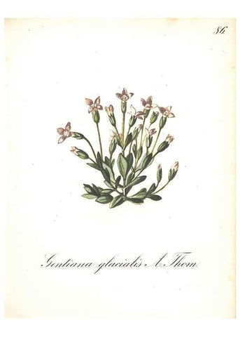 Reproducción/Reproduction 7163582261: Die Alpenpflanzen nach der Natur gemalt /. Prag :F. Tempsky,1879-1884.