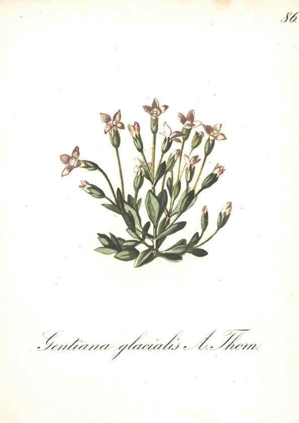 Reproducción/Reproduction 7163582261: Die Alpenpflanzen nach der Natur gemalt /. Prag :F. Tempsky,1879-1884.