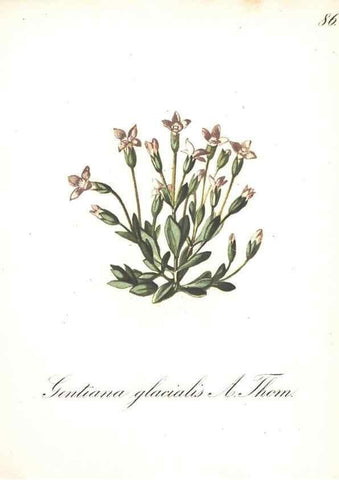 Reproducción/Reproduction 7163582261: Die Alpenpflanzen nach der Natur gemalt /. Prag :F. Tempsky,1879-1884.